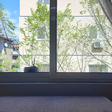 Helianthus, By Bloom In Apartment